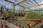 Fiore _verde (8)